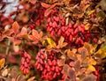 Barberry Berberis vulgaris branch with natural fresh ripe berries background.