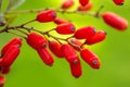 Barberry, Berberis vulgaris, branch with natural fresh ripe red berries background. Royalty Free Stock Photo