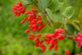 Barberry, Berberis vulgaris, branch with natural fresh ripe red berries background. Royalty Free Stock Photo