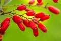 Barberry, Berberis vulgaris, branch with natural fresh ripe red berries background Royalty Free Stock Photo