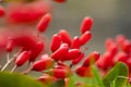 Barberry, Berberis vulgaris, branch with natural fresh ripe red berries background Royalty Free Stock Photo