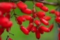 Barberry, Berberis vulgaris, branch with natural fresh ripe red berries background Royalty Free Stock Photo