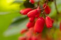 Barberry, Berberis vulgaris, branch with natural fresh ripe red berries background Royalty Free Stock Photo