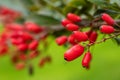 Barberry, Berberis vulgaris, branch with natural fresh ripe red berries background Royalty Free Stock Photo