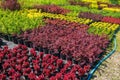 Barberry Berberis vulgaris potted plants for sale.