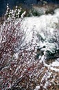 Barberry (Berberis vulgaris) shrub under first snow Royalty Free Stock Photo