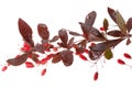 Barberry berries