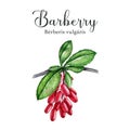 Barberry berries bunch on the branch with green leaves. Hand drawn watercolor illustration. Realistic Berberis vulgaris