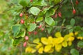 Barberry berries and leaves