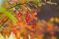 Barberry berries and purple and orange leaves Royalty Free Stock Photo