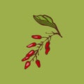 Barberry Berries Spice. object on a green background.