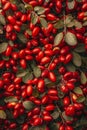 Barberry berries texture background, berberis pattern, chinese wolfberry, barbary matrimony vine berries