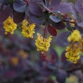 Barberry blooming red leaves and yellow flower