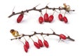 Barberry branch