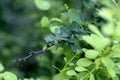 Barberry branch (Berberis) Royalty Free Stock Photo