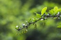 Barberry branch (Berberis) Royalty Free Stock Photo