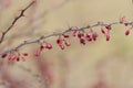 Barberry branch with many dried berries left from autumnal yield