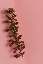 Barberry branch on pastel pink background. Royalty Free Stock Photo