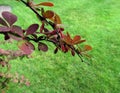 Barberry on a branch