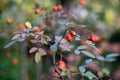Barberry branch with red ripe berries Royalty Free Stock Photo