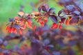 Barberry branch with ripe berries Royalty Free Stock Photo
