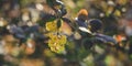 Barberry branch with small yellow flowers in a spring sunny garden Royalty Free Stock Photo