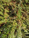 Barberry branches with red berries and green leaves background autumn Royalty Free Stock Photo