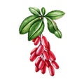 Barberry bunch of berries with green leaves. Watercolor illustration. Hand drawn berberis plant element. Barberry red