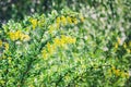 Barberry bush BERBERIS blooms in the spring. Natural background