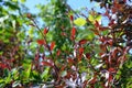 Barberry bush Berberis on green branches background. Springtime