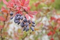 Barberry bush with bluish clusters similar to grapes. Royalty Free Stock Photo