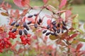 Barberry bush with bluish clusters similar to grapes. Royalty Free Stock Photo