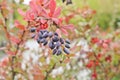 Barberry bush with bluish clusters similar to grapes. With reddened foliage Royalty Free Stock Photo