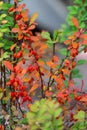 Barberry bush in the garden with fruits Royalty Free Stock Photo