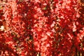 Barberry bush with red leaves closeup Royalty Free Stock Photo