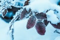 Barberry close up branches in the snow Royalty Free Stock Photo