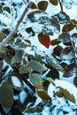 Barberry close up branches in the snow Royalty Free Stock Photo