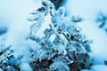 Barberry close up branches in the snow Royalty Free Stock Photo