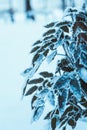 Barberry close up branches in the snow Royalty Free Stock Photo