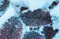 Barberry close up branches in the snow Royalty Free Stock Photo