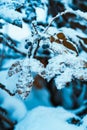 Barberry close up branches in the snow Royalty Free Stock Photo