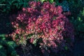 Barberry Concorde unbeatable dark burgundy color