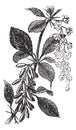 Barberry or European Barberry or Jaundice Berry or Ambarbaris or Berberis vulgaris, vintage engraving