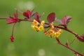 Barberry flowers