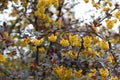 Barberry flowers bloomed on a bush in spring