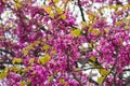 Barberry flowers blossom on a branch in spring