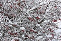 Barberry fragment under snow. Royalty Free Stock Photo