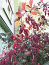 Barberry fruit on a branch branch with red leaves in sunlight on a blurred background. The autumn pattern. Royalty Free Stock Photo