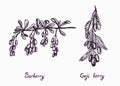 Barberry and goji branch with berries and leaves, outline simple doodle drawing with inscription