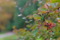 barberry korean leaves berries bush Berberis koreana